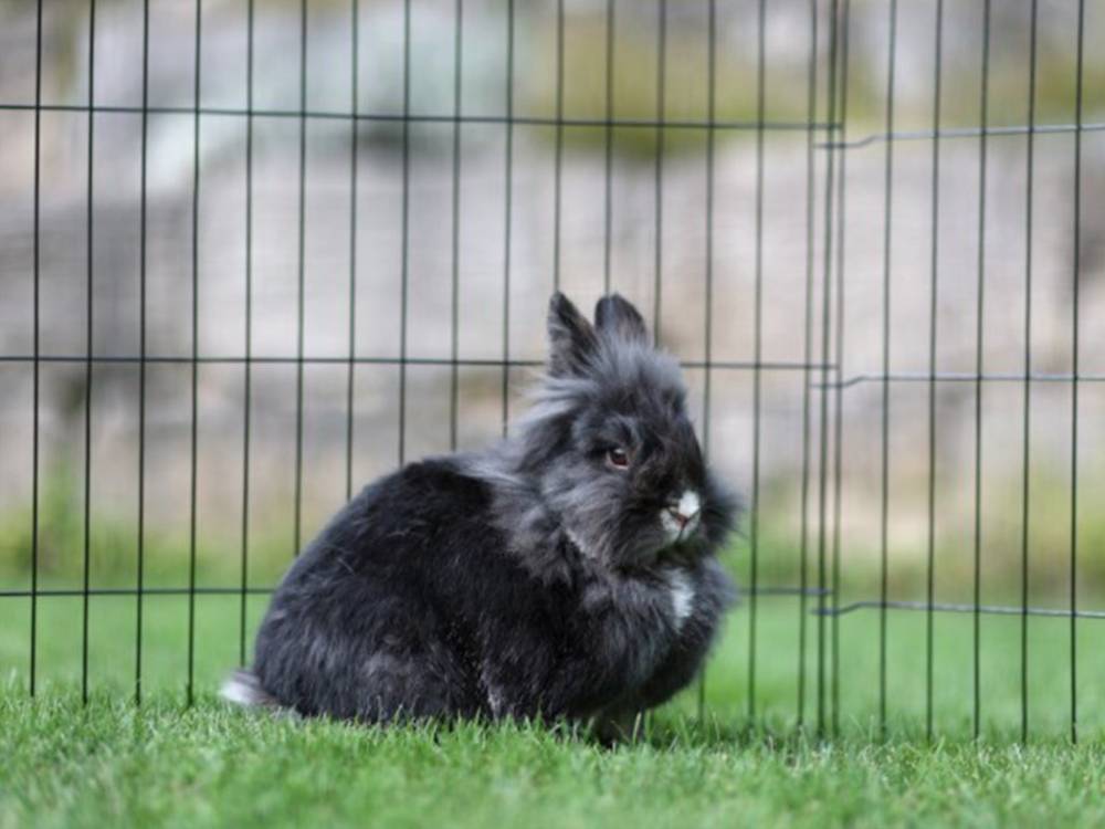 Obrázek k výrobku 81053 - Výběh pro drůbež, králíky a štěňata osmistěnný KERBL 57x78 cm