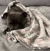 Obrázek k výrobku 80957 -  Deka tlapky a srdíčka 120x70 cm