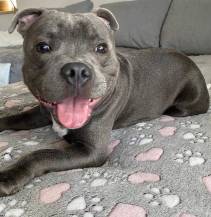 Obrázek k výrobku 80957 -  Deka tlapky a srdíčka 120x70 cm