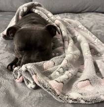 Obrázek k výrobku 80956 -  Deka tlapky a srdíčka 70x60cm