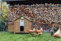 Obrázek k výrobku 90730 - Automatické otevírání a zavírání kurníku KERBL BASIC