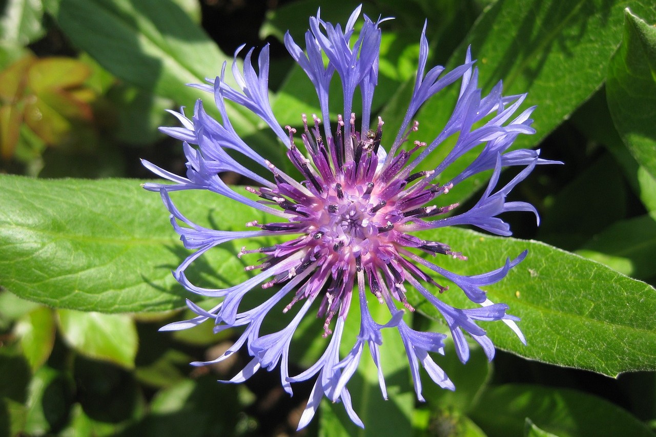 Kvetoucí zahrada v květnu