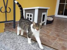 Obrázek k výrobku 81236 - Bouda pro kočky z EKO plastu KERBL ELI 57 x 45 x 43 cm