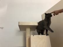 Obrázek k výrobku 54561 - Domek se škrabadlem 3v1 Beky levý Domek se škrabadlem 3v1 Beky levý