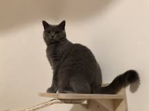 Obrázek k výrobku 54558 - Dřevěná police pro doplnění škrabadla malá 1ks .