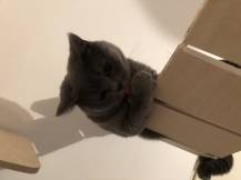 Obrázek k výrobku 54559 - Dřevěný most pro doplnění škrabadla 1 .