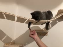 Obrázek k výrobku 54559 - Dřevěný most pro doplnění škrabadla 1 .