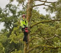 Obrázek k výrobku 82257 - Jednoruční aku řetězová pila CRAMER 82TCS15