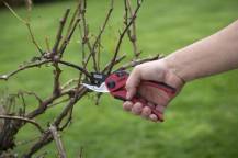 Obrázek k výrobku 37481 - KRTGR1002 - Nůžky zahradnické 205mm kovadlinkové