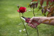 Obrázek k výrobku 37482 - KRTGR1003 - Nůžky zahradnické 205mm přímé