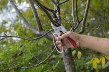 Obrázek k výrobku 37483 - KRTGR1004 - Nůžky zahradnické 205mm ráčnové