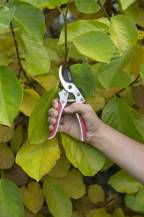 Obrázek k výrobku 37484 - KRTGR1011 - Nůžky zahradnické SK5 205mm AL