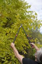 Obrázek k výrobku 37507 - KRTGR4003 - Nůžky na větve teleskopické