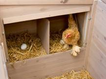 Obrázek k výrobku 78876 - Kurník pro slepice KERBL EMMA