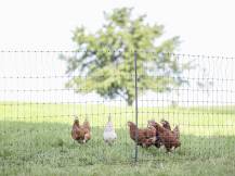 Obrázek k výrobku 81080 - Nevodivá síť pro drůbež KERBL PREMIUM 122 cm x 50 m / 2 hroty