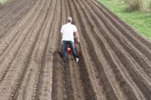 Hrobkovací radlice při práci - přihrnování brambor