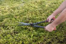 Obrázek k výrobku 16002 - Nůžky na živý plot