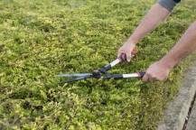 Obrázek k výrobku 16004 - Nůžky na živý plot AL