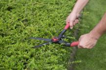 Obrázek k výrobku 16008 - Nůžky na živý plot BUXUS s nastavením tuhosti