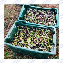 Obrázek k výrobku 61247 - Polootevřený stohovatelný box