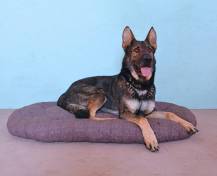 Obrázek k výrobku 72324 - POLŠTÁŘ Bobík DELUXE - 120 cm