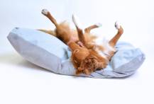 Obrázek k výrobku 72648 - Polštář DONY 135 cm