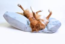 Obrázek k výrobku 72648 - Polštář DONY 135 cm