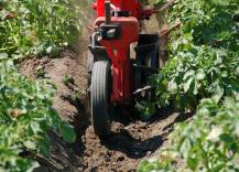 Proorávání brambor