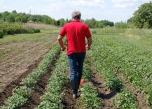 Proorávání brambor