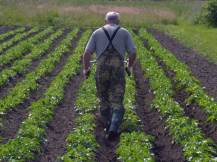 Proorávání brambor