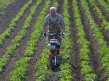 Proorávání brambor