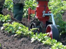 Proorávání brambor