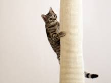 Obrázek k výrobku 81241 - Škrabadlo pro kočky KERBL BAG CLIMBER - sisalové, závěsné 260x16x16 cm