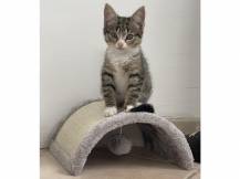 Obrázek k výrobku 81440 - Škrabadlo pro kočky KERBL HALF MOON 26x22x11cm