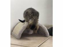 Obrázek k výrobku 81440 - Škrabadlo pro kočky KERBL HALF MOON 26x22x11cm