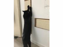 Obrázek k výrobku 81441 - Škrabadlo pro kočky KERBL MAXI, sisalová škrabací podložka 70x17cm