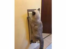 Obrázek k výrobku 81441 - Škrabadlo pro kočky KERBL MAXI, sisalová škrabací podložka 70x17cm