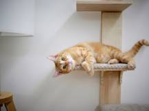 Obrázek k výrobku 81239 - Škrabadlo pro kočky KERBL TIMBER - kočičí strom na zeď 150 cm