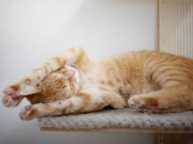 Obrázek k výrobku 81239 - Škrabadlo pro kočky KERBL TIMBER - kočičí strom na zeď 150 cm