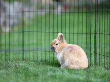 Obrázek k výrobku 81053 - Výběh pro drůbež, králíky a štěňata osmistěnný KERBL 57x78 cm