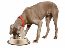 Obrázek k výrobku 81688 - Vyhřívaná miska pro psy a kočky THERMODOG 3113202 1,8l