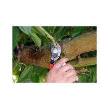 Obrázek k výrobku 92759 - Zahradní nůžky pro malé ruce Okatsune 101